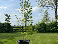 Liquidambar styraciflua (amber boom) - afbeelding 1 van  2