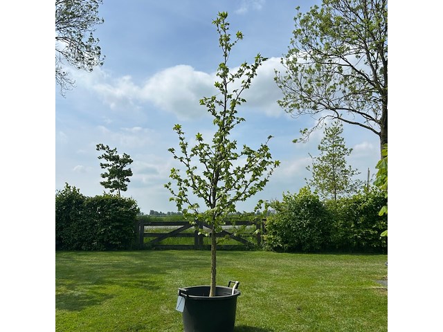 Liquidambar styraciflua (amber boom) - afbeelding 1 van  2