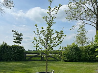 Liquidambar styraciflua (amber boom) - afbeelding 1 van  2
