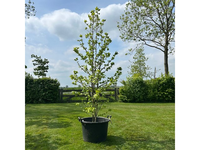 Liquidambar styraciflua (amber boom) - afbeelding 1 van  2