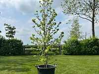 Liquidambar styraciflua (amber boom) - afbeelding 1 van  2
