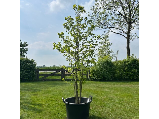 Liquidambar styraciflua (amber boom) - afbeelding 1 van  2
