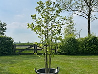 Liquidambar styraciflua (amber boom) - afbeelding 1 van  2