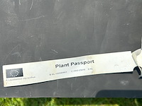 Liquidambar styraciflua (amber boom) - afbeelding 2 van  2