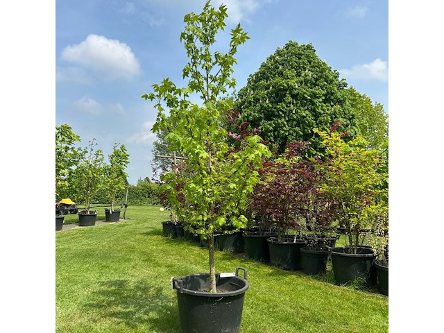 Liquidambar styraciflua (amber boom) - afbeelding 1 van  2