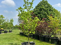 Liquidambar styraciflua (amber boom) - afbeelding 1 van  2