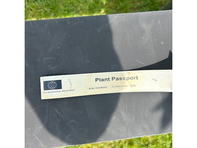 Liquidambar styraciflua (amber boom) - afbeelding 2 van  2