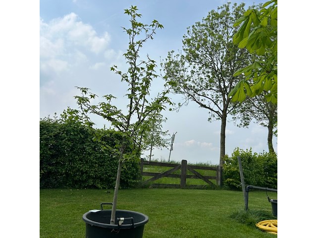 Liquidambar styraciflua (amber boom) - afbeelding 1 van  2