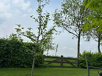 Liquidambar styraciflua (amber boom) - afbeelding 1 van  2