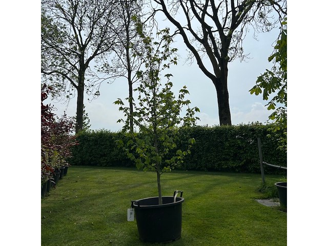 Liquidambar styraciflua (amber boom) - afbeelding 1 van  2