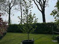 Liquidambar styraciflua (amber boom) - afbeelding 1 van  2