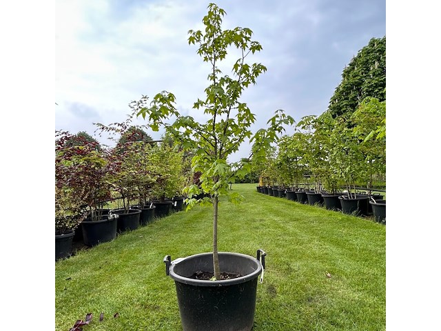 Liquidambar styraciflua (amber boom) - afbeelding 1 van  2