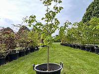 Liquidambar styraciflua (amber boom) - afbeelding 1 van  2