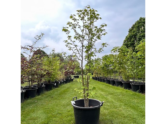Liquidambar styraciflua (amber boom) - afbeelding 1 van  2