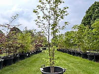 Liquidambar styraciflua (amber boom) - afbeelding 1 van  2