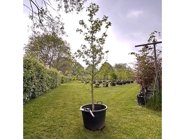 Liquidambar styraciflua (amber boom) - afbeelding 1 van  2