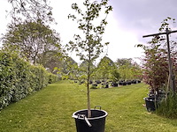 Liquidambar styraciflua (amber boom) - afbeelding 1 van  2