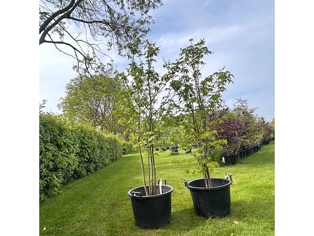 Liquidambar styraciflua (amber boom) - afbeelding 1 van  2