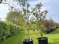 Liquidambar styraciflua (amber boom) - afbeelding 1 van  2
