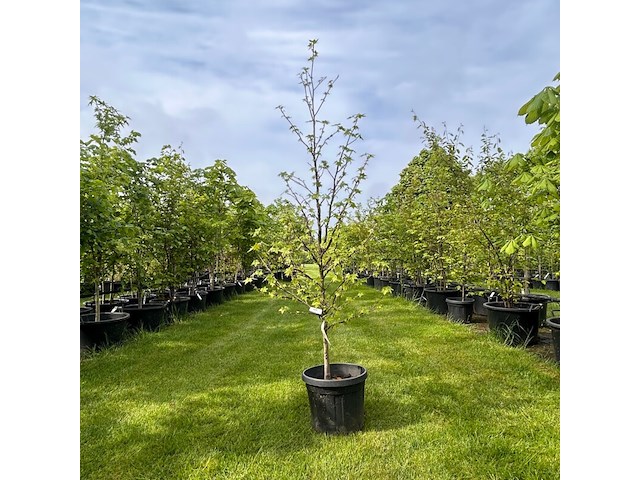Liquidambar styraciflua (amber boom) - afbeelding 1 van  2