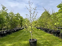Liquidambar styraciflua (amber boom) - afbeelding 1 van  2