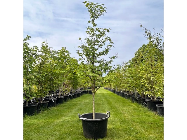 Liquidambar styraciflua (amber boom) - afbeelding 1 van  3