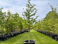 Liquidambar styraciflua (amber boom) - afbeelding 1 van  3