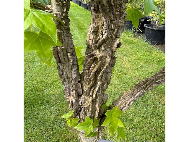 Liquidambar styraciflua (amber boom) - afbeelding 2 van  3