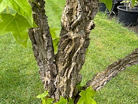 Liquidambar styraciflua (amber boom) - afbeelding 2 van  3