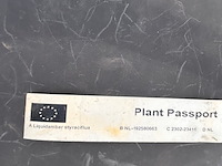 Liquidambar styraciflua (amber boom) - afbeelding 3 van  3