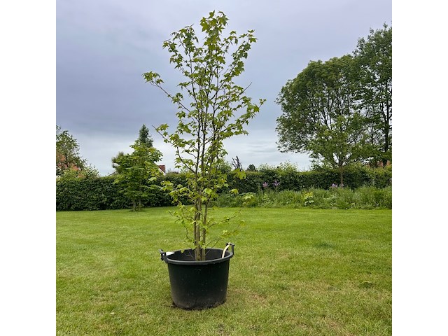 Liquidambar styraciflua (amber boom) - afbeelding 1 van  2