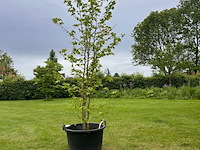 Liquidambar styraciflua (amber boom) - afbeelding 1 van  2