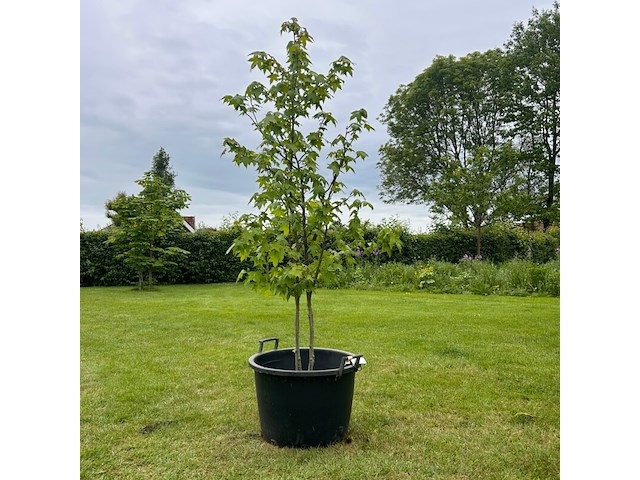 Liquidambar styraciflua (amber boom) - afbeelding 1 van  2