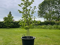 Liquidambar styraciflua (amber boom) - afbeelding 1 van  2