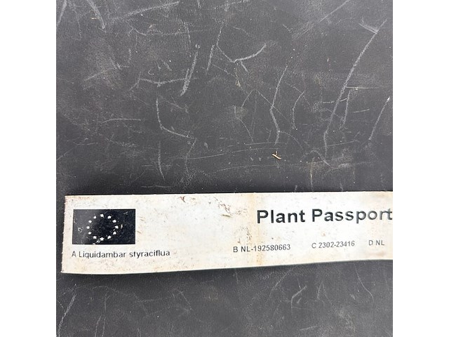 Liquidambar styraciflua (amber boom) - afbeelding 2 van  2