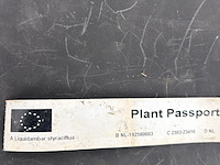 Liquidambar styraciflua (amber boom) - afbeelding 2 van  2