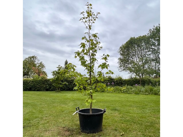 Liquidambar styraciflua (amber boom) - afbeelding 1 van  2