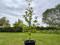 Liquidambar styraciflua (amber boom) - afbeelding 1 van  2