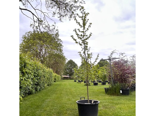 Liquidambar styraciflua (amber boom) - afbeelding 1 van  2