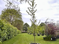 Liquidambar styraciflua (amber boom) - afbeelding 1 van  2