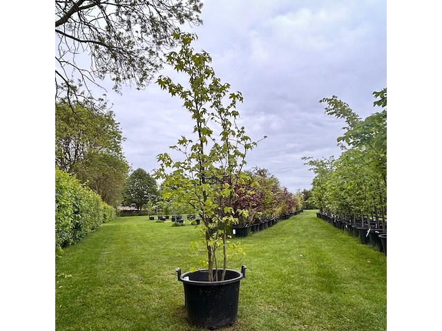 Liquidambar styraciflua (amber boom) - afbeelding 1 van  2