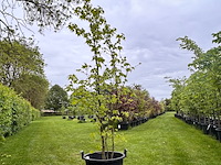 Liquidambar styraciflua (amber boom) - afbeelding 1 van  2