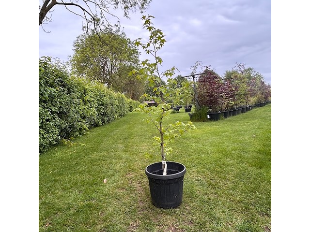 Liquidambar styraciflua (amber boom) - afbeelding 1 van  2