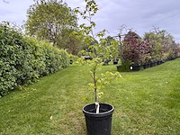 Liquidambar styraciflua (amber boom) - afbeelding 1 van  2