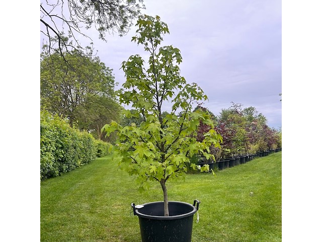Liquidambar styraciflua (amber boom) - afbeelding 1 van  2
