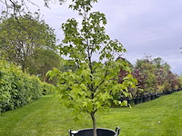 Liquidambar styraciflua (amber boom) - afbeelding 1 van  2