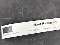 Liquidambar styraciflua (amber boom) - afbeelding 2 van  2