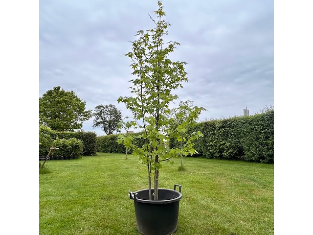 Liquidambar styraciflua (amber boom) - afbeelding 1 van  2