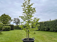 Liquidambar styraciflua (amber boom) - afbeelding 1 van  2