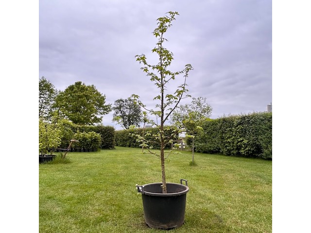 Liquidambar styraciflua (amber boom) - afbeelding 1 van  2